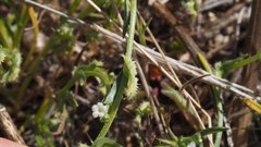 Pectocarya linearis ferocula