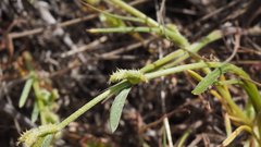 Pectocarya linearis ferocula