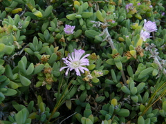 Delosperma patersoniae