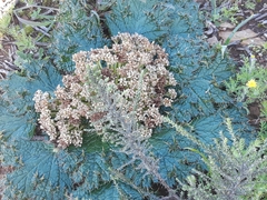 Arctopus echinatus