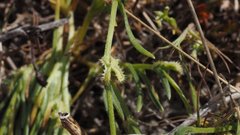 Pectocarya linearis ferocula
