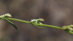 Pectocarya linearis ferocula