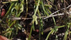 Pectocarya linearis ferocula