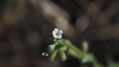 Pectocarya linearis ferocula