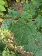 Acer tataricum