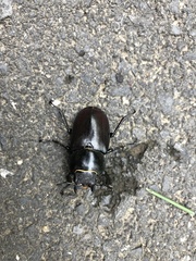 Lucanus cervus