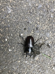 Lucanus cervus