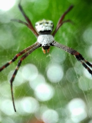 Argiope anasuja