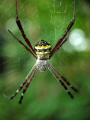 Argiope anasuja