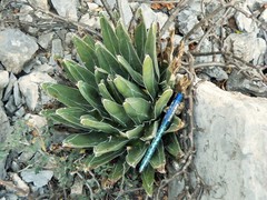 Agave victoriae-reginae victoriae-reginae