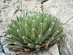 Agave victoriae-reginae victoriae-reginae