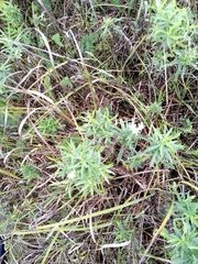 Achillea salicifolia