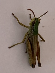 Pseudochorthippus parallelus