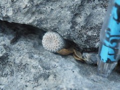 Epithelantha greggii