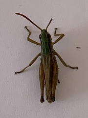 Pseudochorthippus parallelus