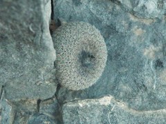 Epithelantha greggii