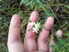 Achillea salicifolia
