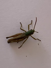 Pseudochorthippus parallelus