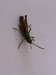 Pseudochorthippus parallelus