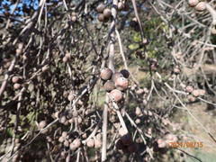 Eucalyptus baxteri