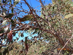 Eucalyptus baxteri