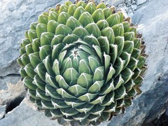 Agave victoriae-reginae victoriae-reginae