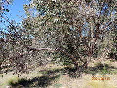 Eucalyptus baxteri