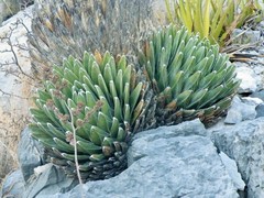 Agave victoriae-reginae victoriae-reginae