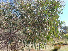 Eucalyptus baxteri