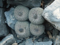 Epithelantha greggii