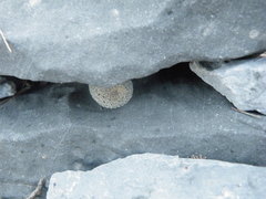 Epithelantha greggii