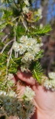 Verticordia cunninghamii