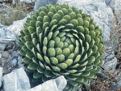 Agave victoriae-reginae victoriae-reginae
