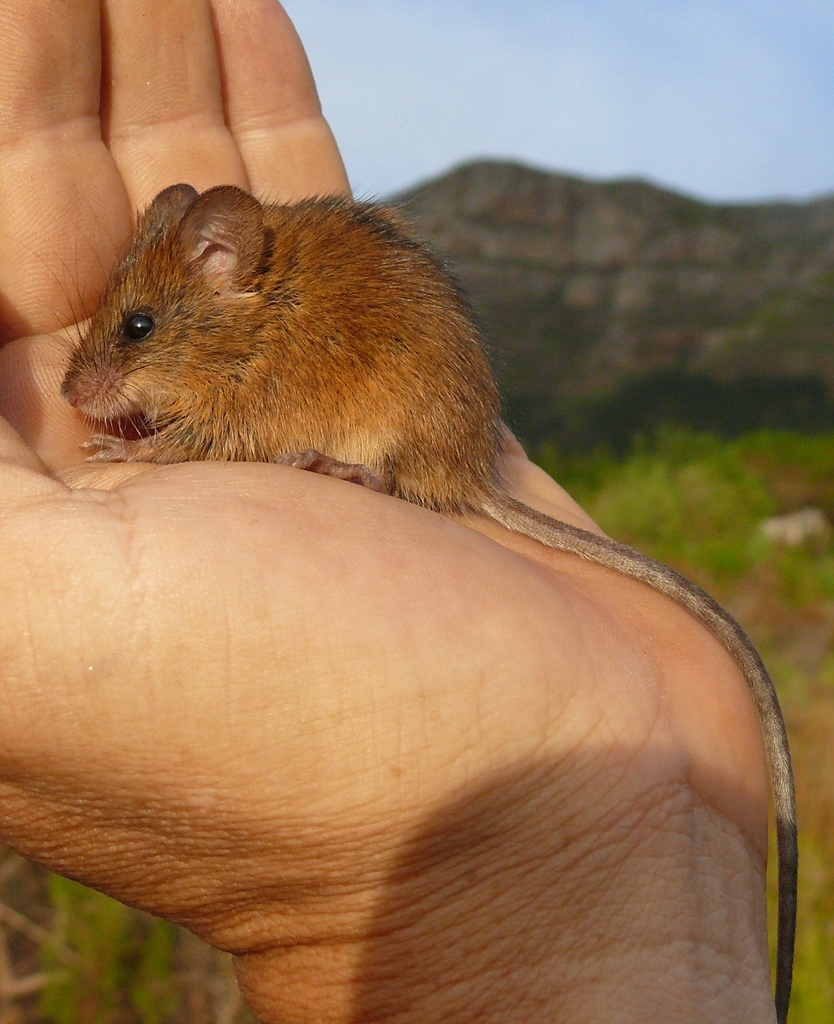Brants's African Climbing Mouse