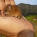 Brant's Climbing Mouse - Photo (c) Tony Rebelo, some rights reserved (CC BY-SA), uploaded by Tony Rebelo