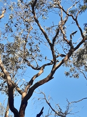 Cacomantis flabelliformis