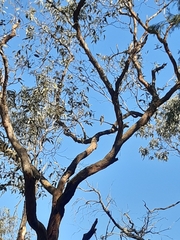 Cacomantis flabelliformis