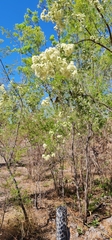 Verticordia cunninghamii