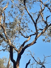 Cacomantis flabelliformis