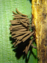 Stemonitis virginiensis