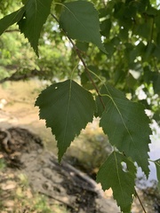 Betula pendula