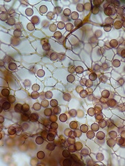 Stemonitis virginiensis