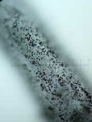 Stemonitis virginiensis