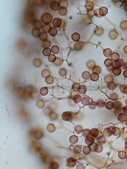 Stemonitis virginiensis