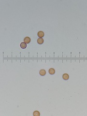 Stemonitis virginiensis