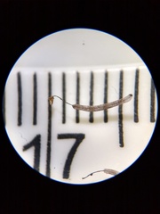 Stemonitis virginiensis