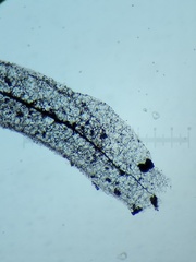 Stemonitis virginiensis