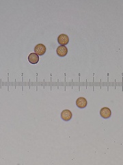 Stemonitis virginiensis