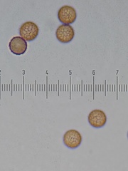 Stemonitis virginiensis