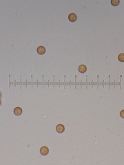 Stemonitis virginiensis